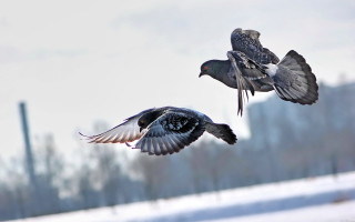 Birds flying snowy background owl - boleslaw cybi free wallpaper