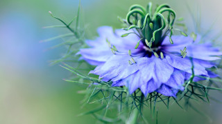 Blue flower green stems macro 2 - a blue flower free wallpaper