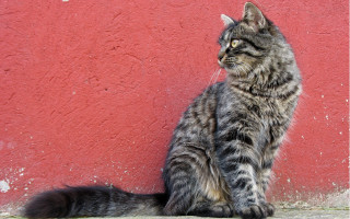 Cat red wall black white - a red wall free wallpaper