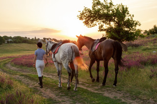 Woman horses dirt road sunset - two horse free wallpaper