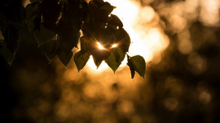 Sunshine leaves forest macro lens - sunset free wallpaper