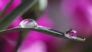 Water drop plant stem pink 2 - a close up of a water drop free wallpaper