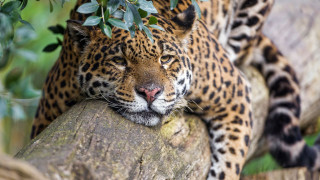Leopard resting tree branch outdoors - wild free wallpaper