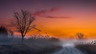 Foggy sunset road tree mountain - mist free wallpaper