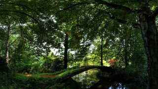 Bridge forest path bush sunlight - a path free wallpaper