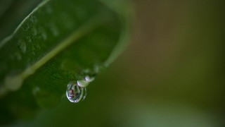 Water drop green leaf macro 10 - a green leaf free wallpaper