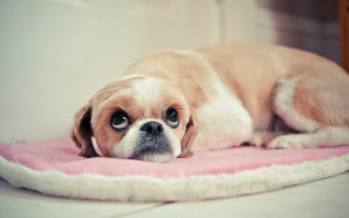 Small dog laying pink blanket - canon 5 0 mm free wallpaper