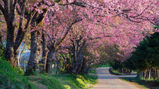 Pink blossom road bridge garden - a house in the background free wallpaper