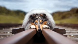 Dog leaning on rail train - optical free wallpaper