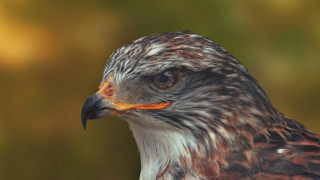 Bird of prey closeup blurry 6 - a blurry background of trees and bushes free wallpaper