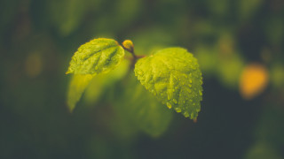 Green leaf water droplets macro 47 - claire dalby free wallpaper