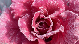 Pink frosted cherry blossoms spring - frost free wallpaper