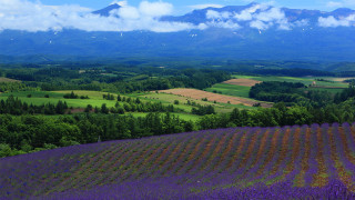 Flower field mountains clouds blue 4 - murata range free wallpaper