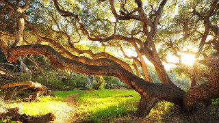 Large tree forest sunlight autumn - a large tree free wallpaper