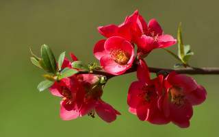Red flowers green leaves brown - a yellow center free wallpaper