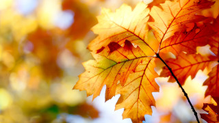 Leaf autumn blurry sky fire - a tree branch free wallpaper