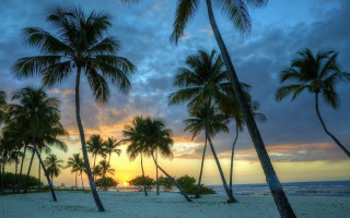 Beach sunset palm trees clouds - palm tree and a sunset in the background free wallpaper