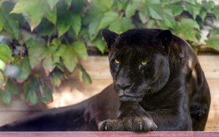 Black panther ledge green leaves - a planter free wallpaper