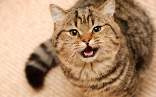 Cat yawning on couch animal - its mouth open free wallpaper