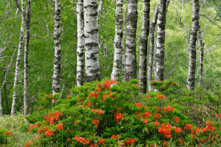 Forest flower blooming autumn nature - lot of trees free wallpaper