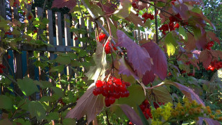 Bush red berries green leaves - red berry free wallpaper