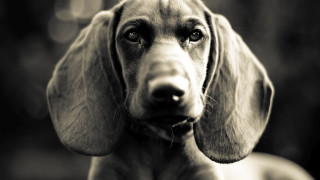 Sad dog collar black and - its neck free wallpaper