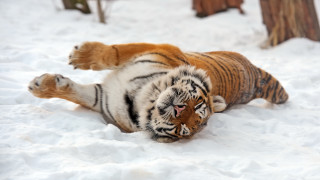 Tiger snow rolling blurry outdoors - a tiger free wallpaper