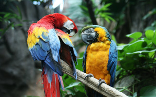 Parrots branch jungle bokeh feathers - bird free wallpaper