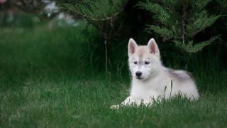 White brown dog laying grass - a tree and bushes free wallpaper