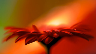 Red flower green background blurry - alison kinnaird free wallpaper