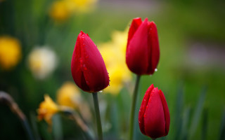 Red flowers water drops garden - three red flower free wallpaper