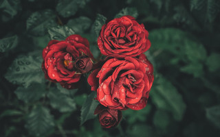 Red roses green leaves blurry - a few drop of water free wallpaper