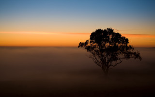 Foggy field tree sunset australian - volumetric fog free wallpaper