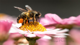 Bee flower macro blurry depth 2 - a bee free wallpaper
