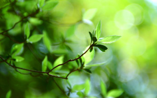Branch leaves bokeh sunlight macro - sunlight free wallpaper