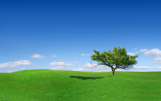 Lone tree green field blue 14 - a shadow of a tree free wallpaper