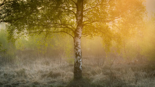 Tree field sunset autumn tiltshift - the tree and grass free wallpaper