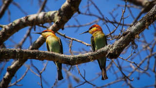 Birds branch singing blue sky - a blue sky in the background free wallpaper for desktop
