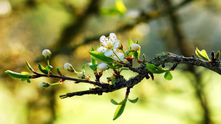 Branch whiteflowers greenleaves blurrybackground macrophotography - free spring wallpaper for desktop