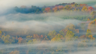 Foggy forest birds autumn impressionist - volumetric fog free wallpaper