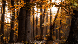 Autumn forest leaves sunset fire - tall tree free wallpaper