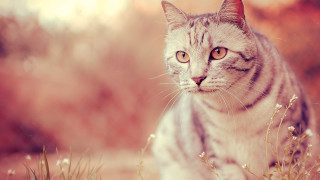 Cat flower field pastel sunset - a blurry background of trees and bushes free wallpaper
