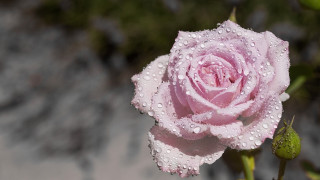 Pink rose water droplets green - a pink rose free wallpaper