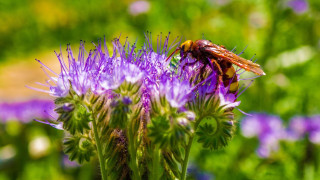 Bee purple flower grass bokeh - and a blurry background free wallpaper