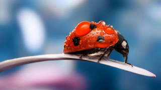 Ladybug waterdroplets metalblade blurrybackground bluepink 2 - a lady bug free wallpaper