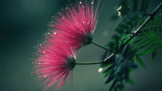 Pink flower water drops green - a green leafy branch free wallpaper