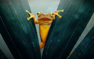 Yellow frog peeking green plant - tongue free wallpaper