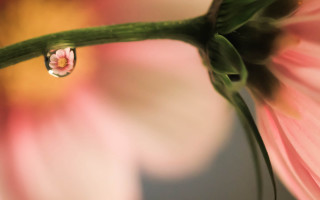 White flower water drop macro - naturalism free wallpaper