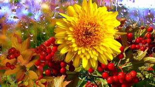 Yellow flower berries leaves rain - drop of water free wallpaper