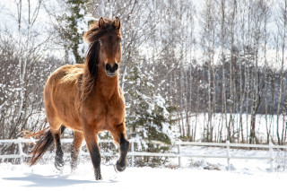 Horse snow fence trees winter - a horse free wallpaper